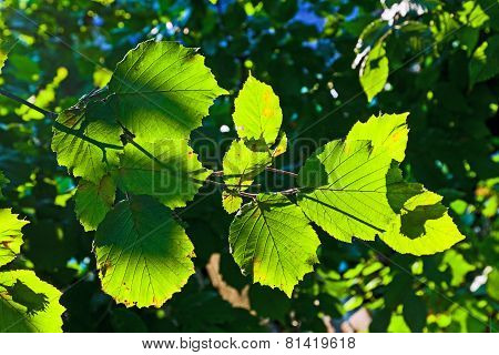 Beautiful Leaves Of A Hazlenut Tree In Detail