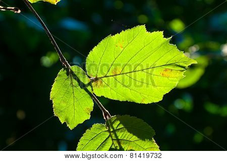 Beautiful Leaves Of A Hazlenut Tree In Detail