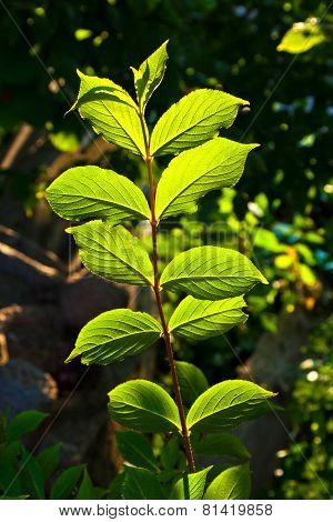 Beautiful Leaves Of A Hazlenut Tree In Detail