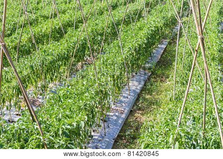 Chili farm