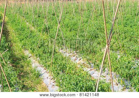 Chili farm