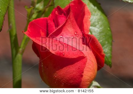 rote rose