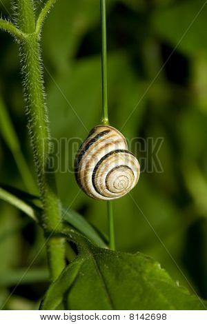 Sneglen på grøn plante