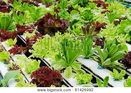 Hydroponics Vegetable
