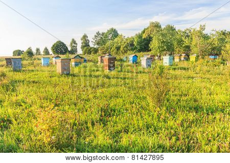 Rural Farm Apiary With Multicolor Beehouses