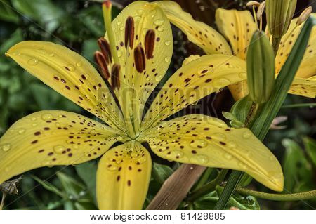 Yellow Lily Wet
