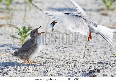 Bayağı sumru (sterna Hirundo)