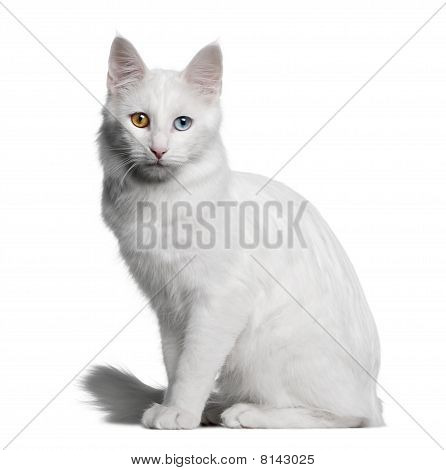 Angora turc (18 mois vieux)