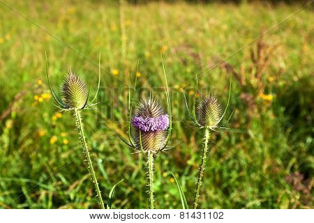 Beautiful Thistle In The Meadow