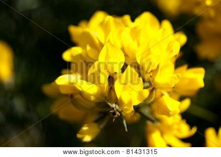 Ulex Europaeus, Gorse, Common Gorse