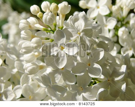 Lilas blanc