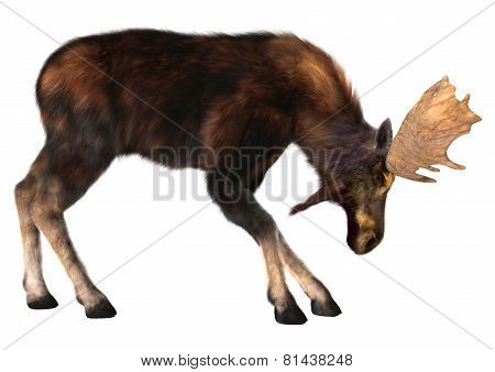 Moose