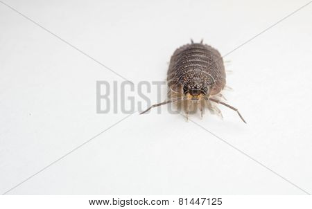 Macro photo of a Woodlouse on a white background