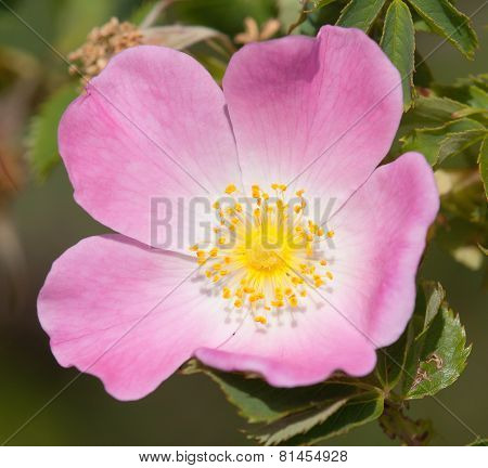 Beautiful Pink And Yellow Flower Of Dog-rose