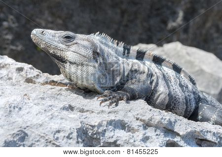 Iguana Sunbathing On Rock