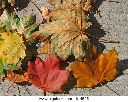 Autumn klonowe listowie