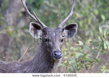 Sambar Deer