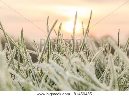 Cold frost in a pink sunrise