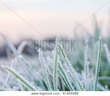 Cold Hard Frost in the morning