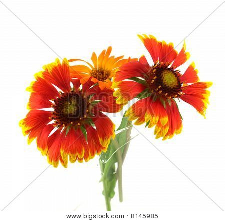 Tres flores escarlatas
