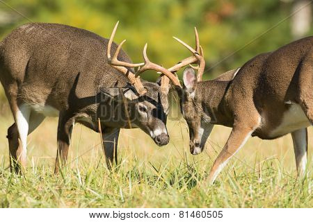White-tailed Deer Bucks