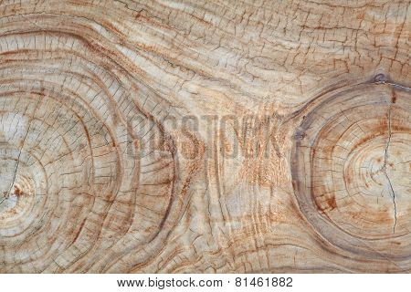 Teak wood stump