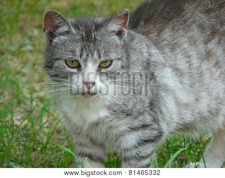 cat