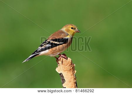 American Goldfinch (carduelis Tristis) On A Perch