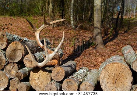 Deer antlers on woodpile