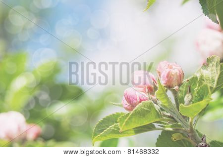 Apple tree blossom