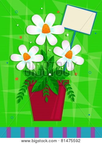 White Flowers