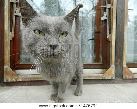 View Cats