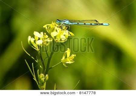 Blå Dragonfly