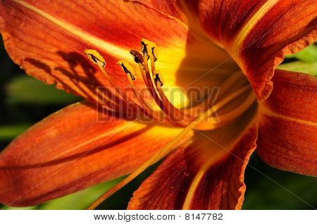 Orange dag Lilly