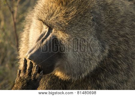 Portrait Of Olive Baboon
