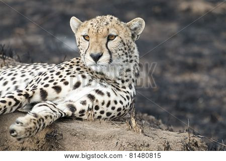 Cheetah Sitting On A Termite Mound