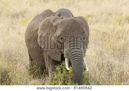African Elephant Eating