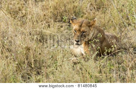 Lioness Staring