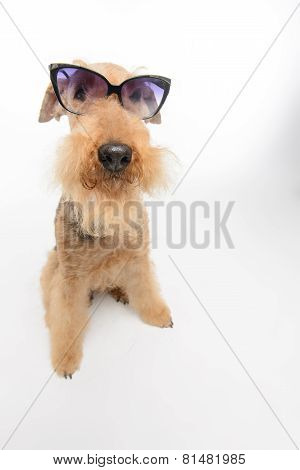 Dog is your best friend