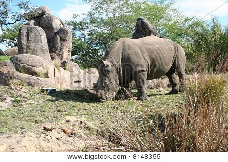 Nashorn