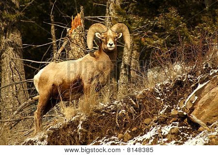 Bighorn Ram