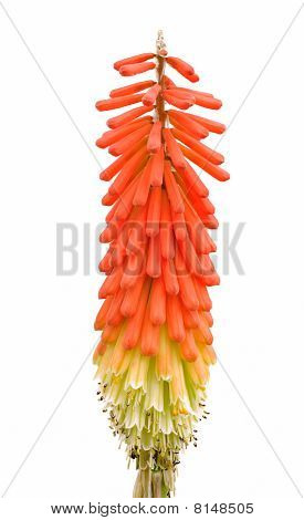 Tritoma nebo Red Hot Poker nebo pochodeň Lily