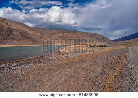 Yaks In Tajikistan