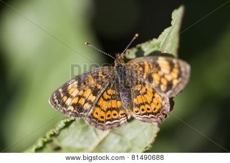 Pearl Crescent Butterfly - Phyciodes tharos