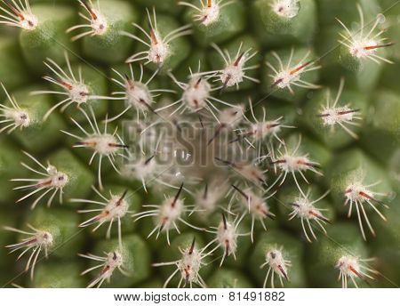 Center Of Cactus, Golden Ball Cactus
