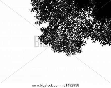 Silhouette Leaves Plant  Isolated