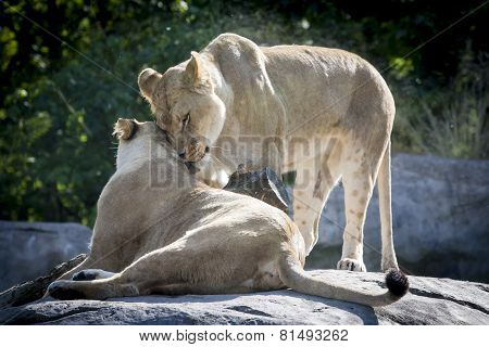 Lion Couple In Love