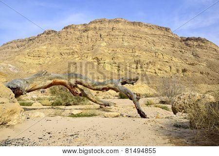 Dead Dry Tree In Negev Desert.