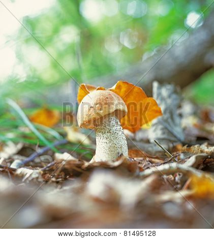 Mushroom.