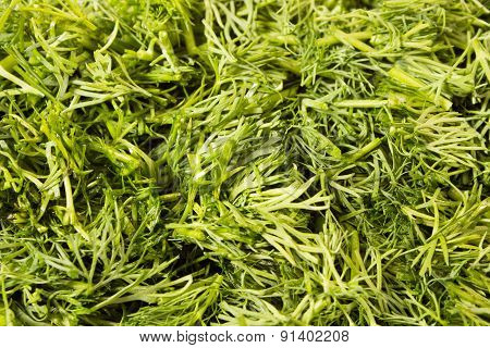 Green Cuting Fresh Dill Close Up